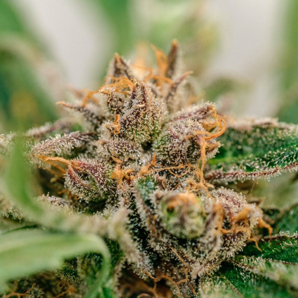 Craft Cannabis Company Medical Cannabis Dispensary Edmond, OK.